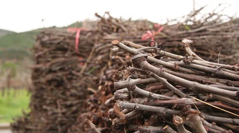 Greek Vineyard Stock Footage 23865477