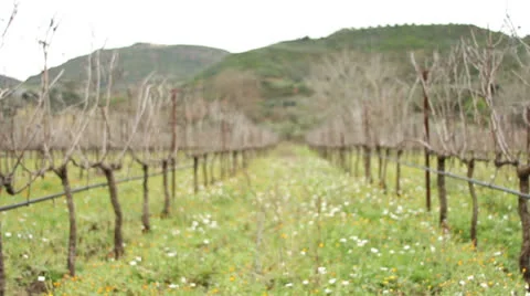Greek Vineyard Stock Footage 23865771