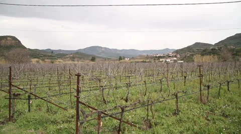Greek Vineyard Stock Footage 23865783