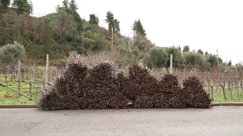 Greek Vineyard Stock Footage 23866018