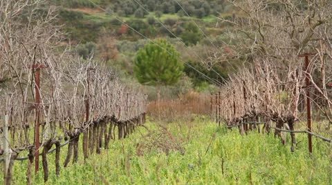 Greek Vineyard Stock Footage 23866258