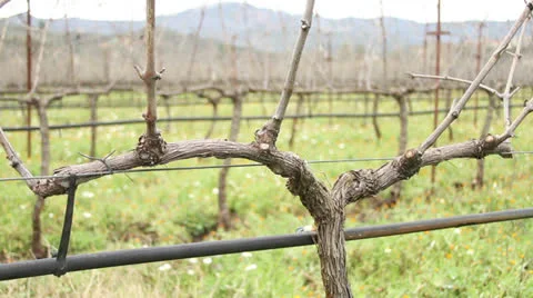 Greek Vineyard Stock Footage 23866403