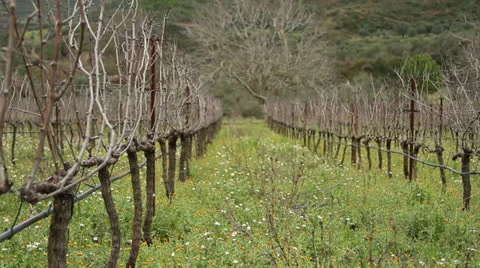 Greek Vineyard Stock Footage 23866779