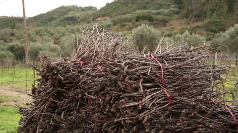 Greek Vineyard Stock Footage 23866794