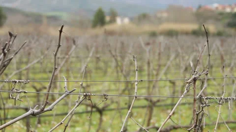 Greek Vineyard Stock Footage 23866797