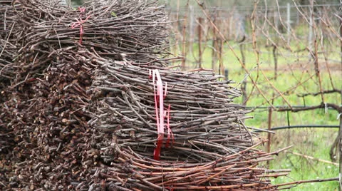 Greek Vineyard Stock Footage 23867474