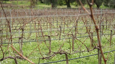 Greek Vineyard Stock Footage 23868066