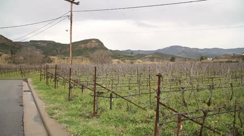 Greek Vineyard Stock Footage 23868736
