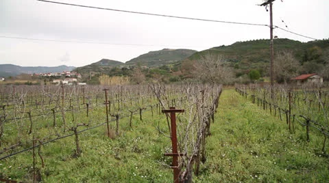 Greek Vineyard Stock Footage 23869529