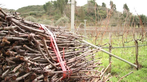 Greek Vineyard Stock Footage 23869539