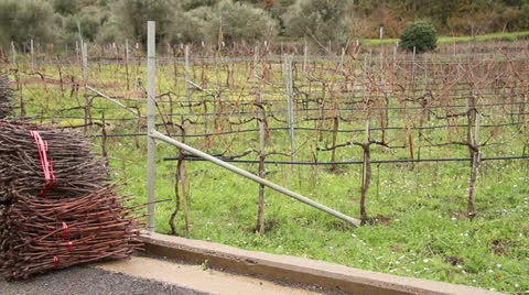 Greek Vineyard Stock Footage 23870521