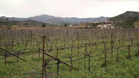 Greek Vineyard Stock Footage 23870609