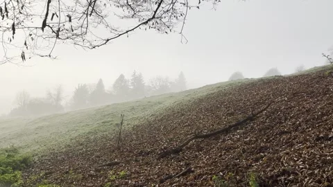 Green 1 Stock Footage 291293208