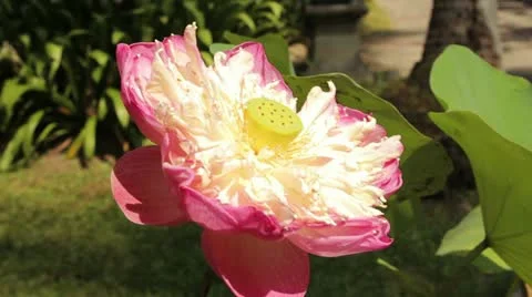 Green 12 库存影片 10914271