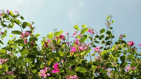 Green 13 Stock Footage 10978794