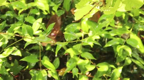 Green 14 Video stock 10978802