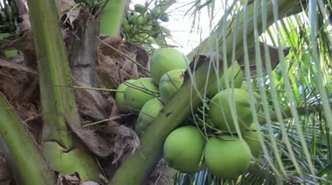 Green 2 Stock Footage 10874870