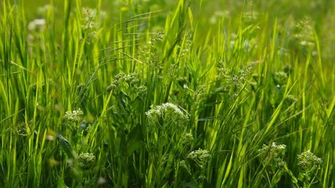 Green 2 Stock Photos