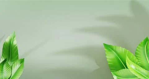 Green 3d background with tree leaf and shadow render. Nature summer light banner Stock Illustration