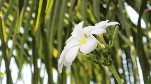 Green 4 Video stock 10874900