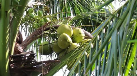 Green 5 Stock Footage 10890335