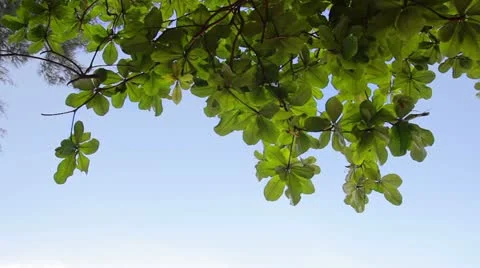 Green 6 库存影片 10890302