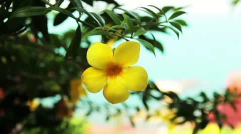 Green 7 Video stock 10890337