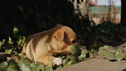 Green above poster yard one boy no person grass running outside five teeth ears Stock Footage 263967982