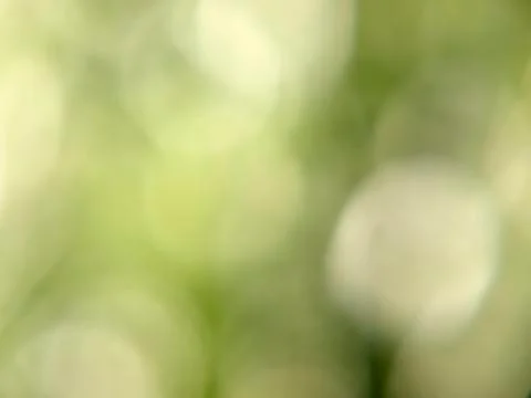 Green abstract background. Stock Photos