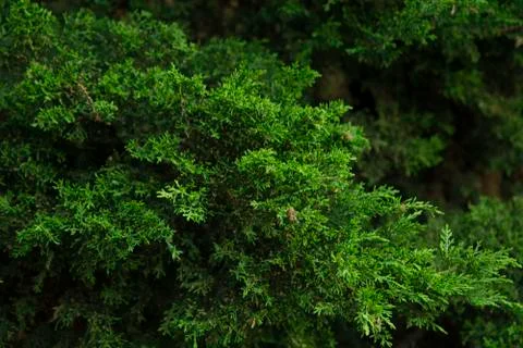 Green abstract background Stock Photos