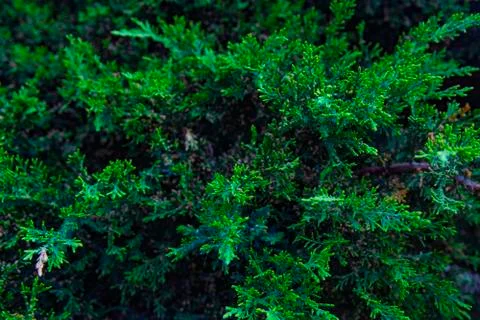 Green abstract background Foto stock