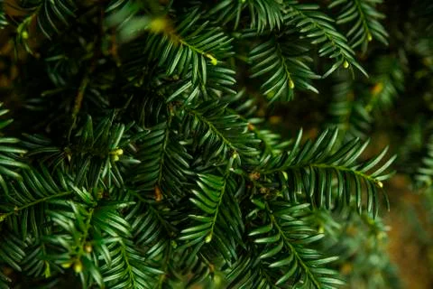Green abstract background Stock Photos