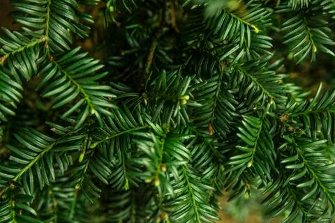 Green abstract background Stock Photos