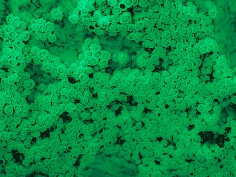 Green abstract barnacle texture background Foto stock