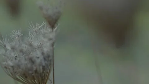 Green Abstract Garden Stock Footage 260277664