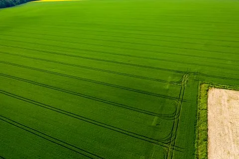 Green abstract image of diagonal lines from different crops in field in early Stock Photos