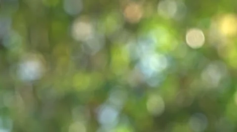 Green abstract nature background Stock Footage 46717929