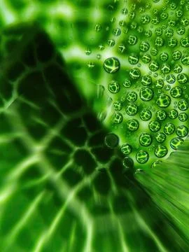 Green abstract pattern with water droplets Stock Illustration