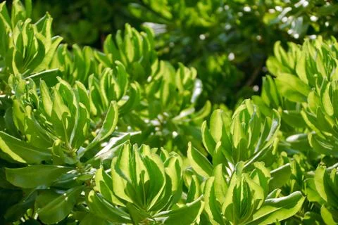 Green abstract Stock Photos