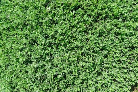 Green abstract texture background. Stock Photos