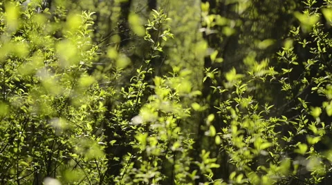 Green abstraction in the woods Stock Footage 60656071