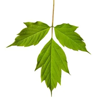 Green acer negundo leaf Stock Photos