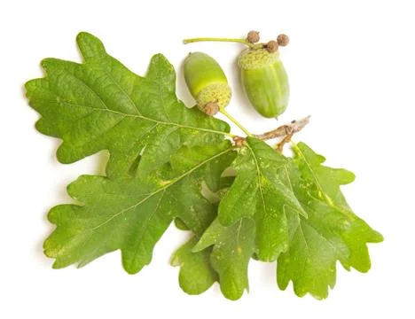 Green acorn Stock Photos