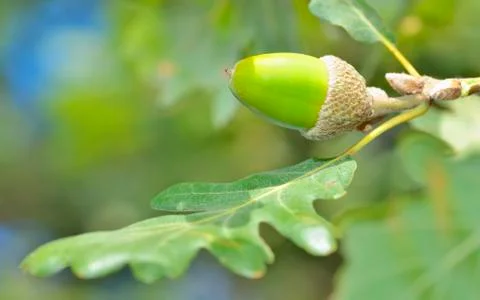 Green acorn Stock Photos