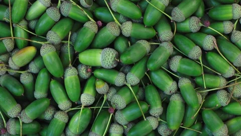 Green Acorns Background Rotating Top View Nature Texture 스톡 동영상 344051507