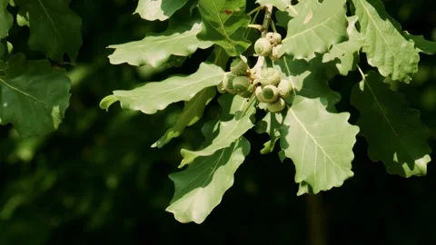 Green acorns developing on oak branch in summer sunlight Video stock 335697613
