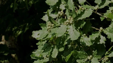 Green acorns developing on oak branch in summer sunlight Stock Footage 335697622