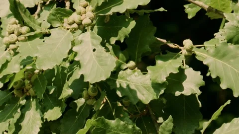 Green acorns developing on oak branch in summer sunlight Stock Footage 335697624