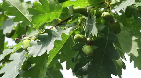 Green acorns Stock Footage 22324320