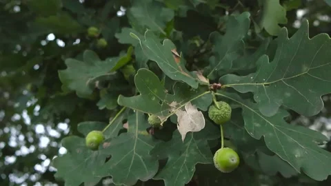Green acorns hanging on an oak tree branch Stock Footage 345479393